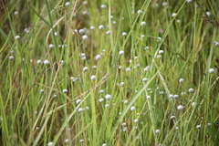 Eriocaulon quinquangulare
